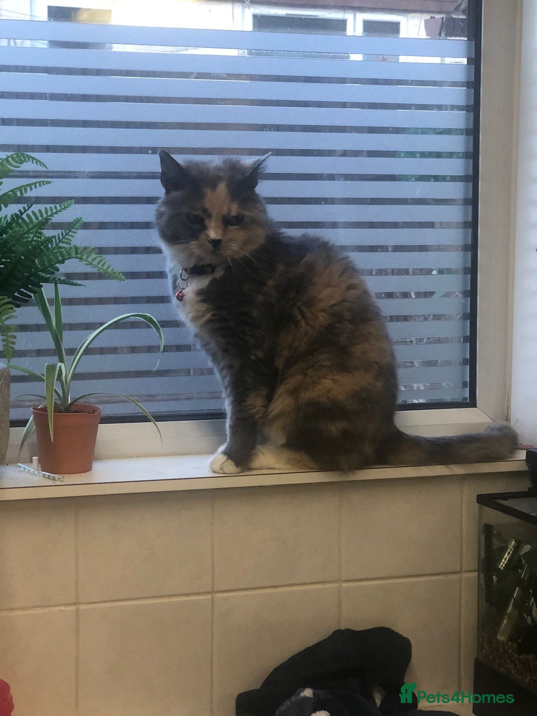 British Shorthair cats for sale: 13 year old lady looking for her forever home  - Advert 1