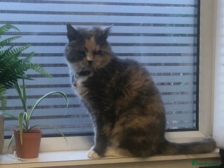 British Shorthair cats 13 year old lady looking for her forever home - Advert 1