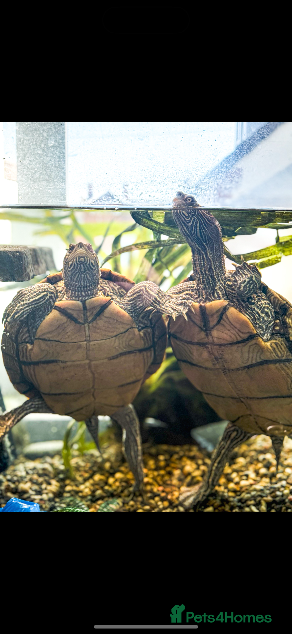 Turtle reptiles 2 paired map turtles  - Advert 1