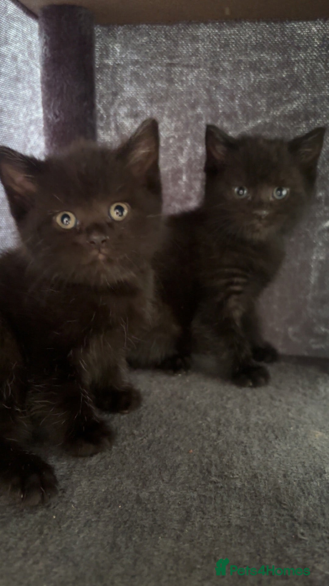 Mixed Breed cats British shorthair x kittens  - Advert 3