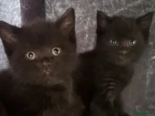 Mixed Breed cats British shorthair x kittens - Advert 3