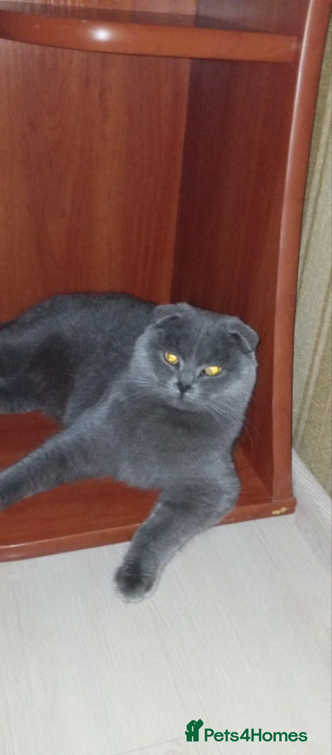 British Shorthair cats for stud: British shorthair  in Nottingham - Advert 8