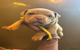 American Bully dogs for sale: ABKC Pocket Bully’s  - Image 17