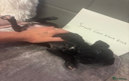 Patterjack dogs for sale:  🐾Patterdale x Jack Russell Puppies🐾 - Image 2