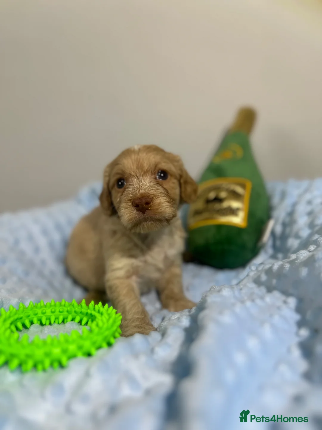 Cockapoo dogs for sale: ⭐️ BEAUTIFUL F1 TOY COCKAPOOS ⭐️ - Advert 14