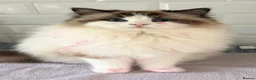 Ragdoll cats for sale: Beautiful Ragdoll cross kittens  - Advert 8