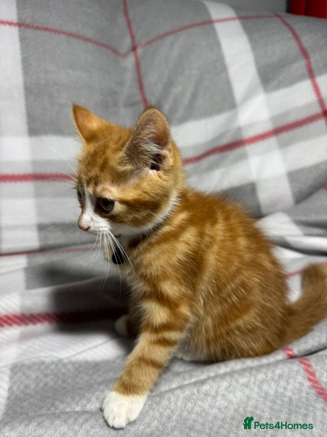 British Longhair cats for sale: Beautilful ginger boys - Advert 3