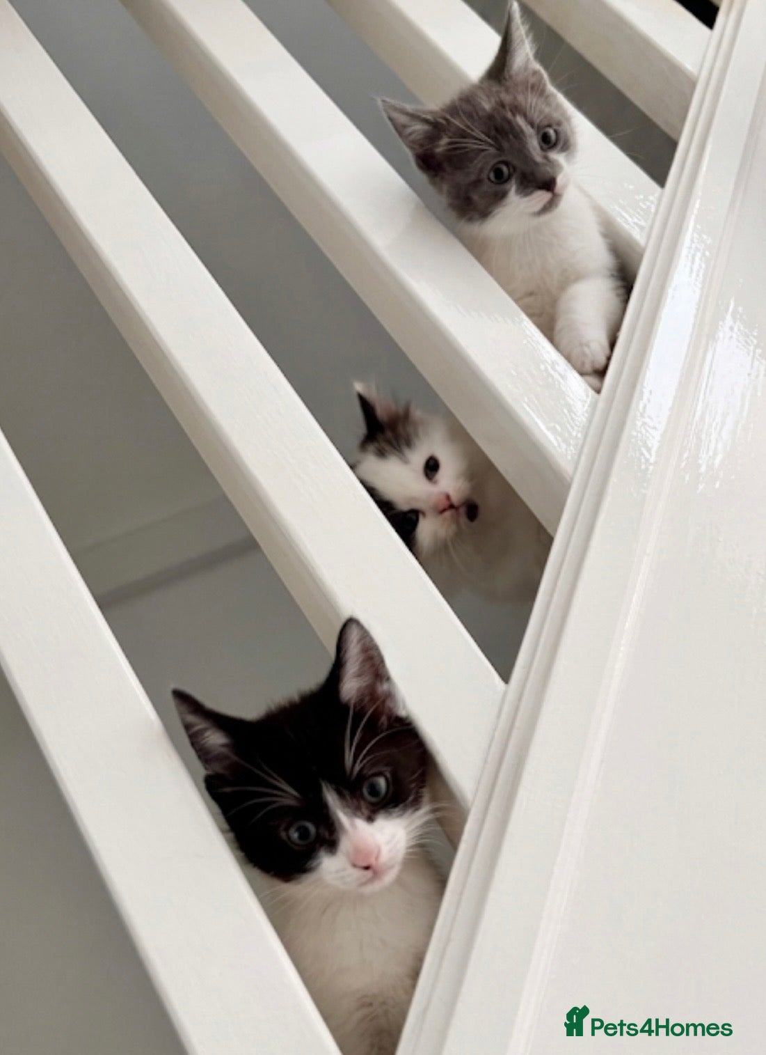 Mixed Breed cats Kittens for sale  - Advert 3
