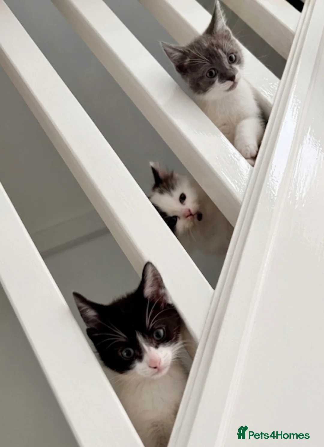 Mixed Breed cats for sale: Kittens for sale  - Advert 1