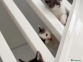 Mixed Breed cats Kittens for sale - Advert 6