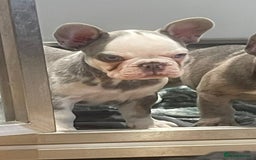 French Bulldog dogs for sale: fully vac Husky Panda Koi Frenchie=last 2ready now - Advert 3