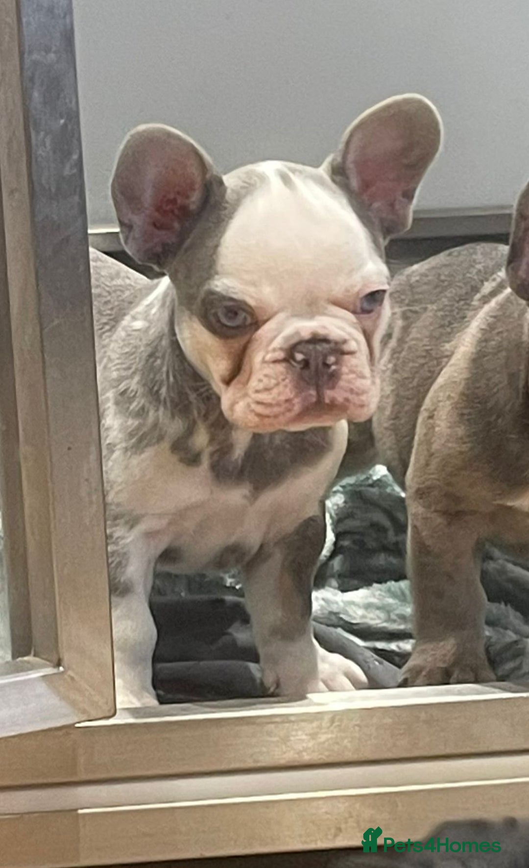 French Bulldog dogs for sale: fully vac Husky Panda Koi Frenchie=last 2ready now - Advert 3