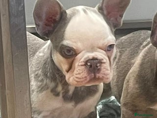 French Bulldog dogs fully vac Husky Panda Koi =last girl ready now - Advert 14