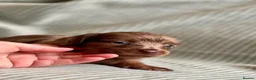Miniature Dachshund dogs for sale: Miniature long haired dachshund  in Leeds - Advert 16