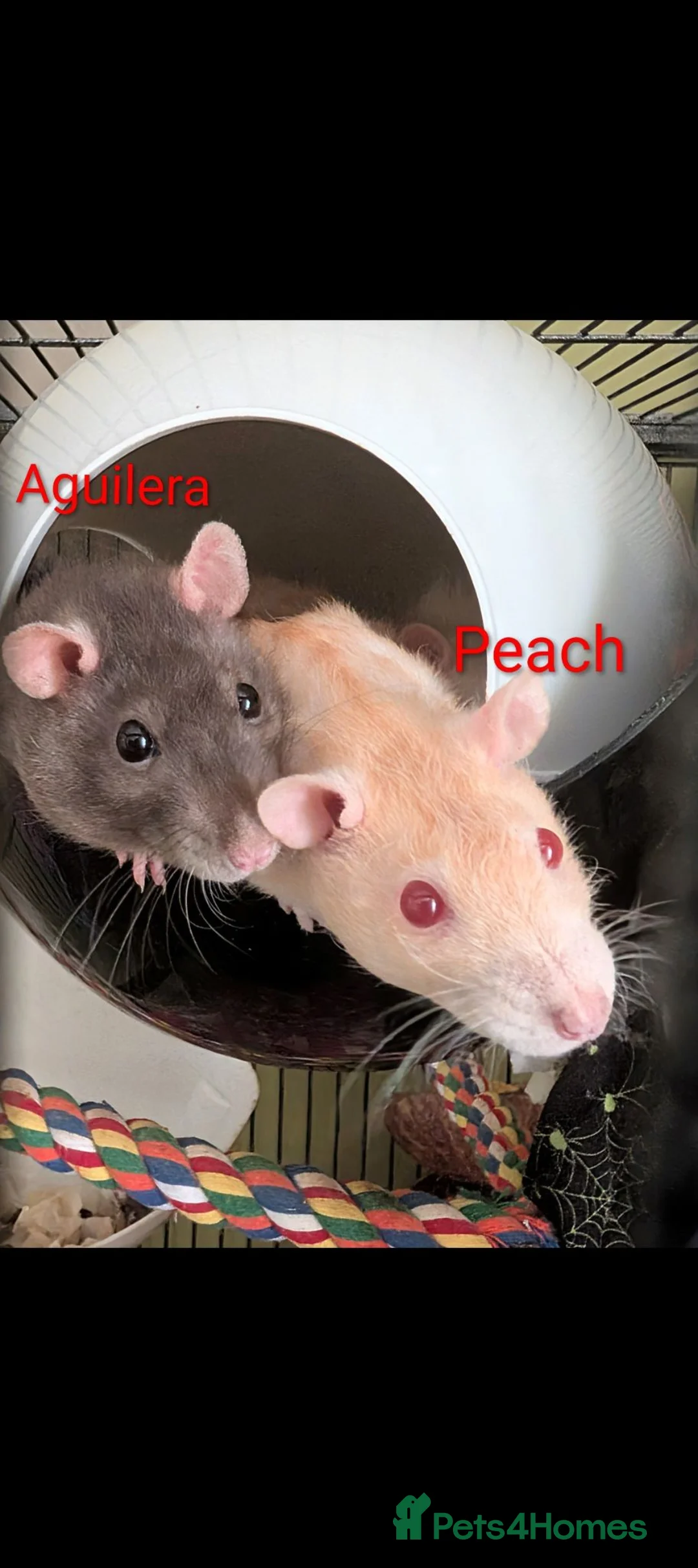 Rat rodents for sale: 6 Female Rats Looking For Loving Home in Workington - Advert 2
