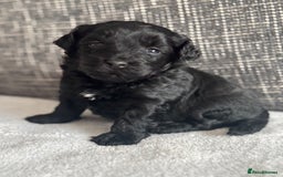 Mixed Breed dogs for sale: 6 beautiful havapoo’s - Image 11
