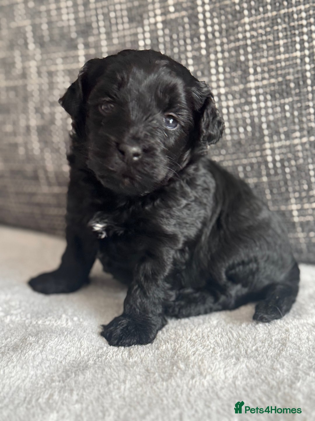 Mixed Breed dogs for sale: 6 beautiful havapoo’s - Image 11