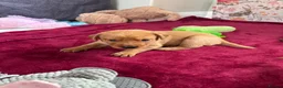 Labrador Retriever dogs for sale: Fox Red Labrador Puppies - Advert 15