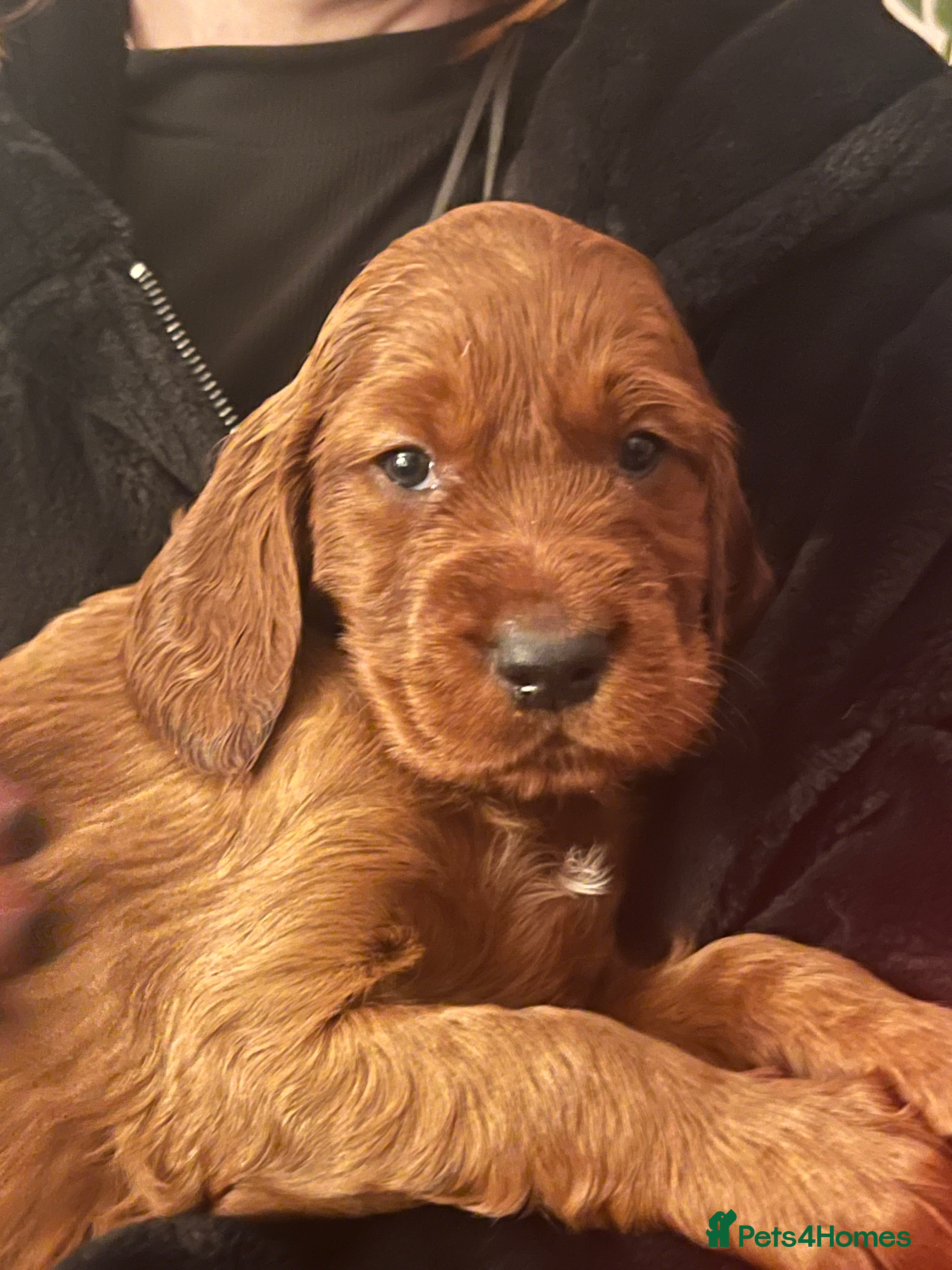 Irish Setter dogs Quality Irish setter puppies KC Registered - Advert 2