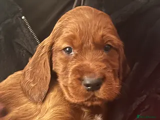 Irish Setter dogs Quality Irish setter puppies KC Registered - Advert 2