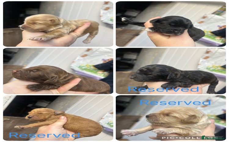 Cockapoo dogs for sale - Advert 1