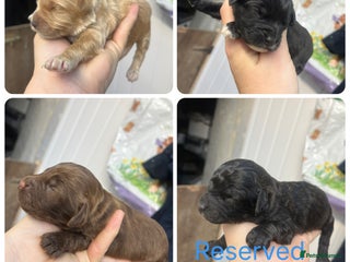 Cockapoo dogs - Advert 1