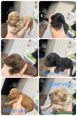 Cockapoo dogs - Advert 15