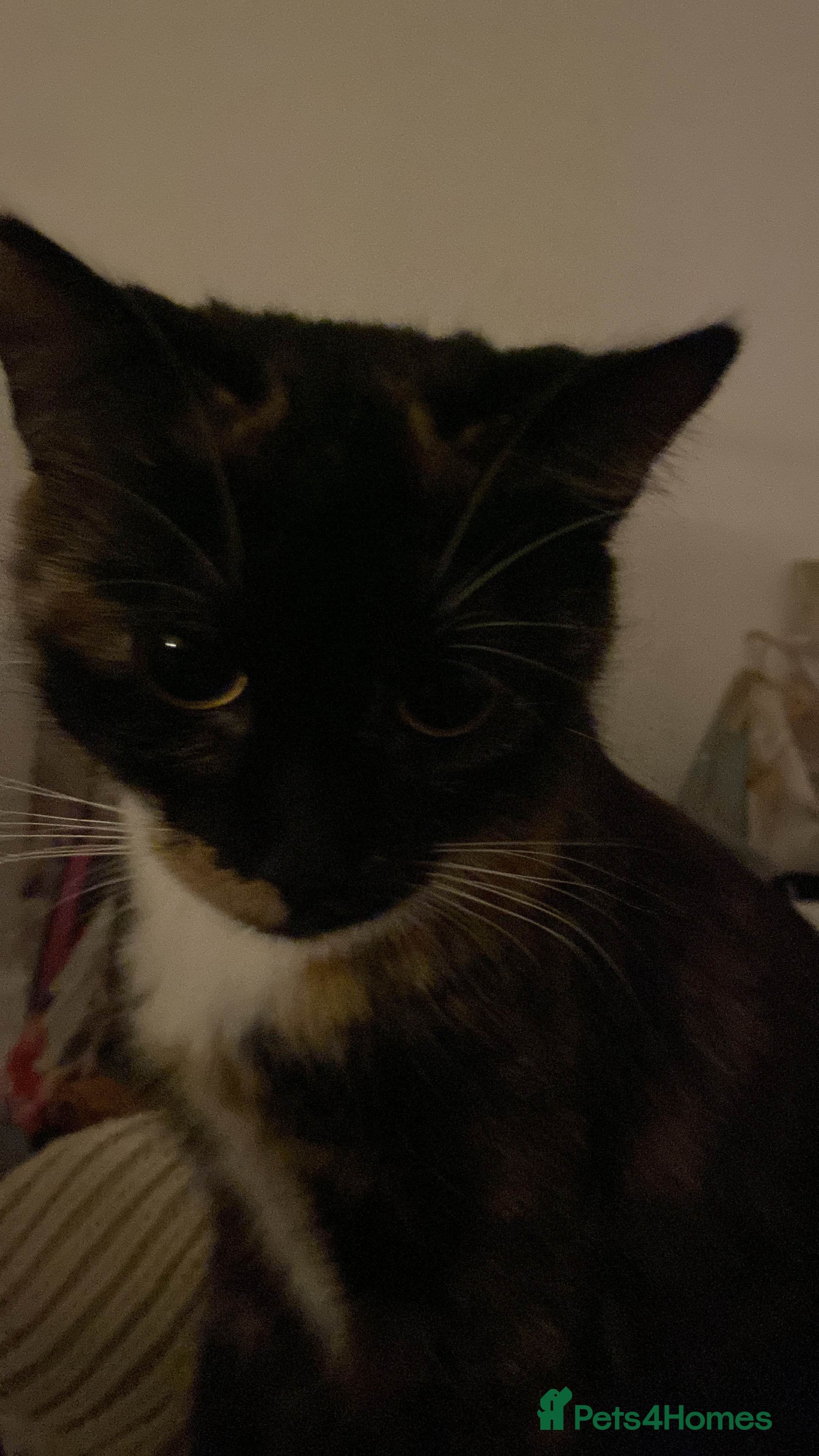 British Shorthair cats 🩵🩷Beautiful British shorthair kittens 🩷🩵 - Advert 5