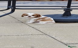 Cavalier King Charles Spaniel dogs for sale: Male Cavalier King Charles spaniel  - Image 7