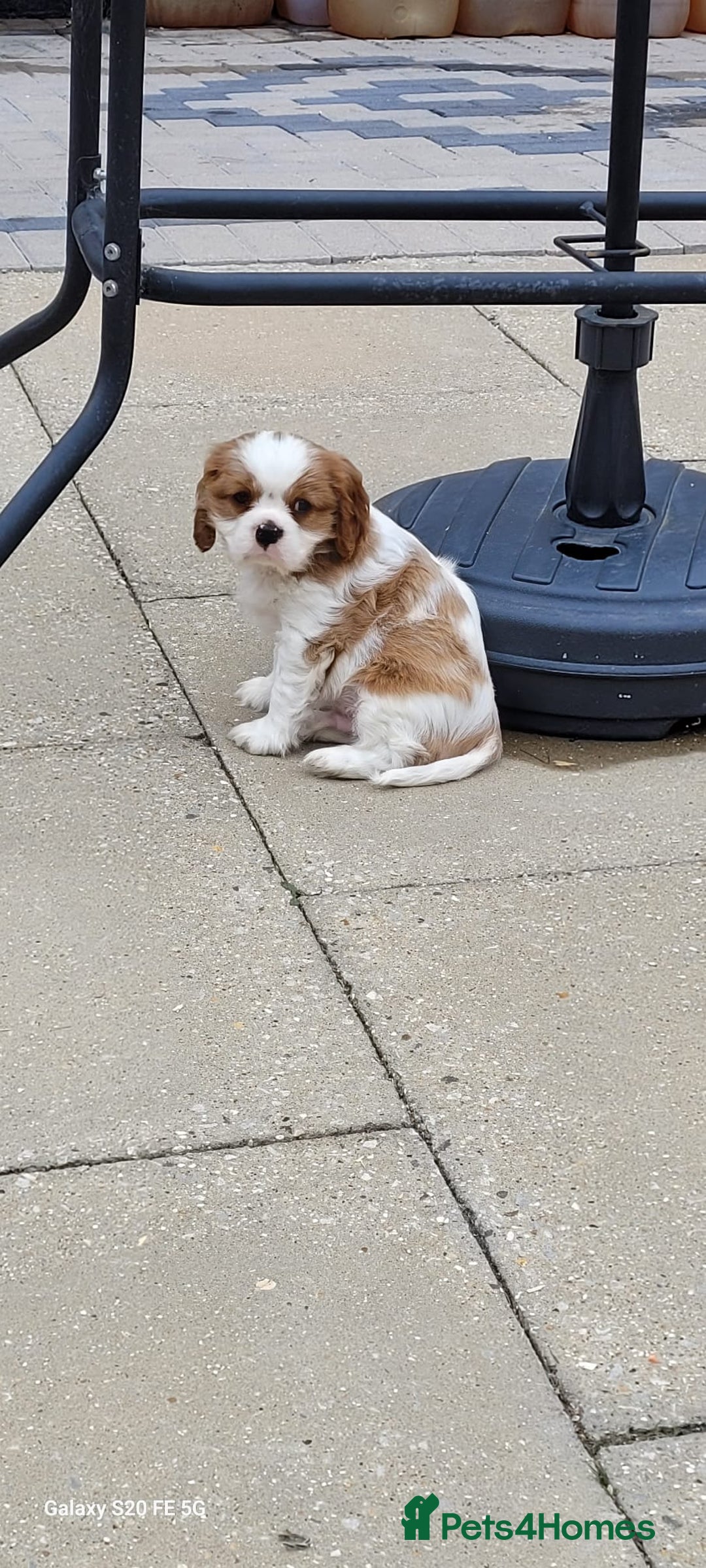 Cavalier King Charles Spaniel dogs for sale: Male Cavalier King Charles spaniel  - Image 7