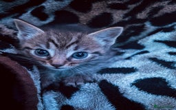 Ragdoll cats for sale: Kittens - Image 12