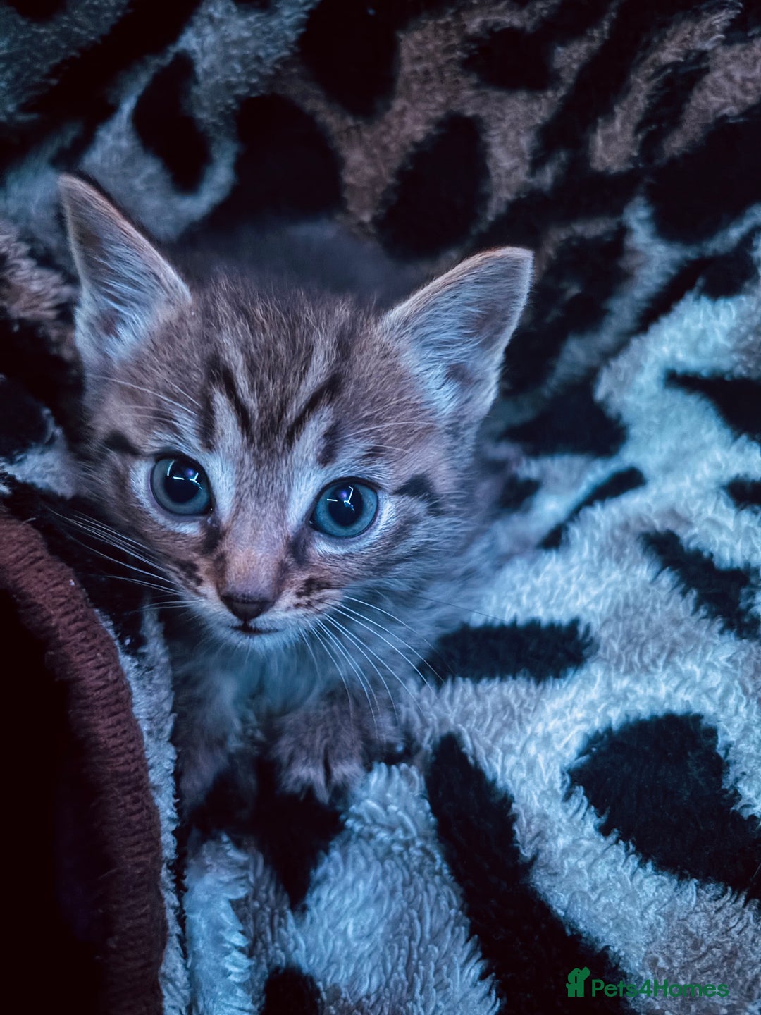 Ragdoll cats for sale: Kittens - Image 12