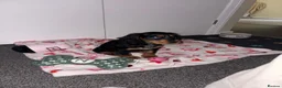 Cocker Spaniel dogs for sale: Premium female working cocker spaniel - Advert 6