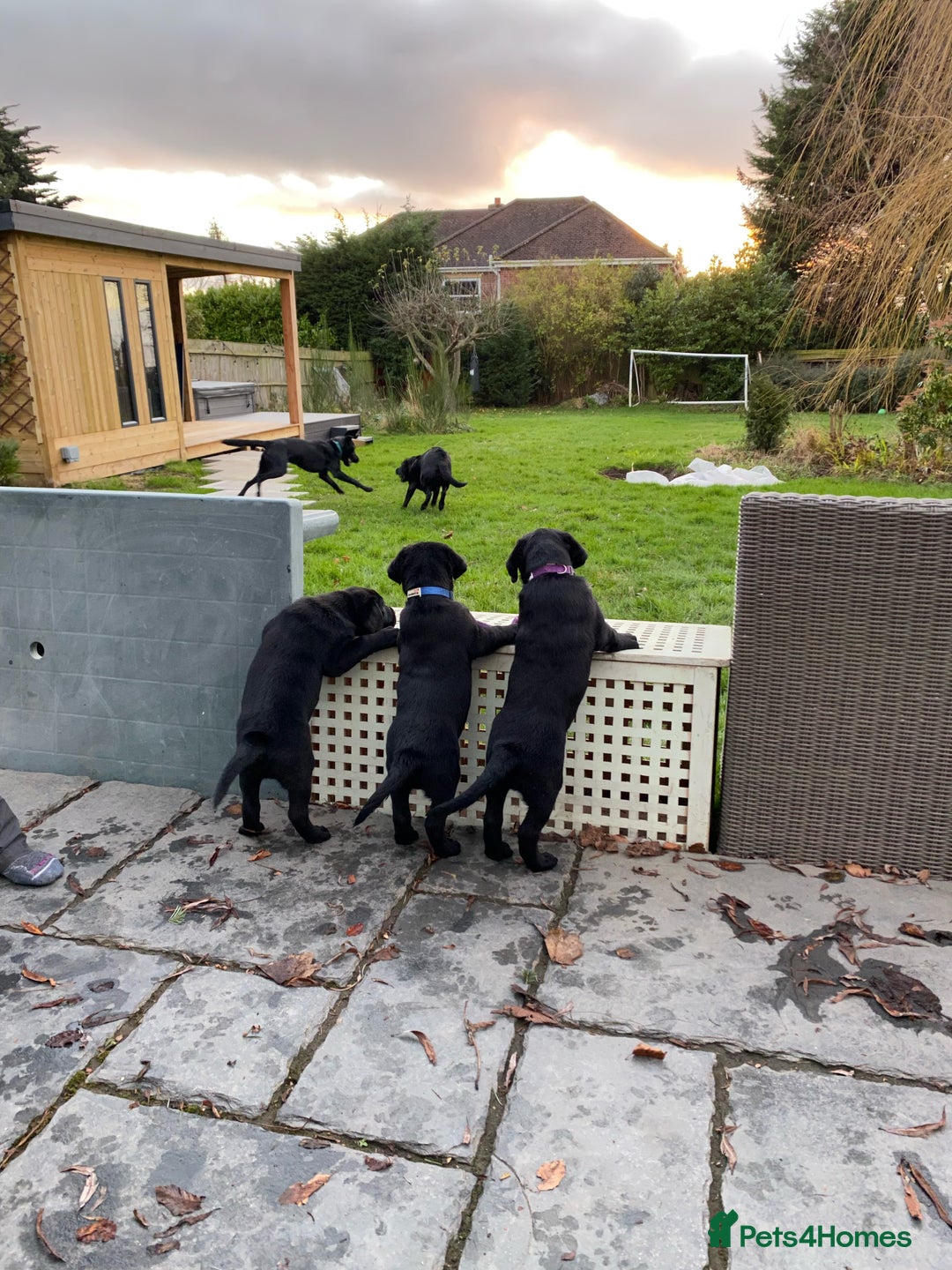 Labrador Retriever dogs for stud: Proven KC registered black field lab, for stud in Wirral - Advert 5