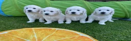 Golden Retriever dogs for sale: KC reg Golden retriever puppies 5* licence - Advert 15