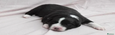 Bertie