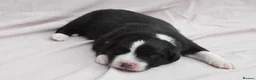 Australian Shepherd dogs for sale: Australian Shepherd Puppies - Advert 6