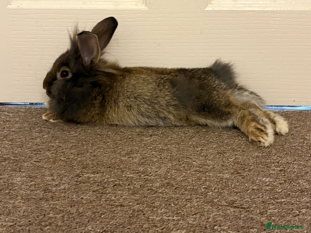 Lionhead rabbits for sale: Loving brown lionhead rabbit - Advert 3
