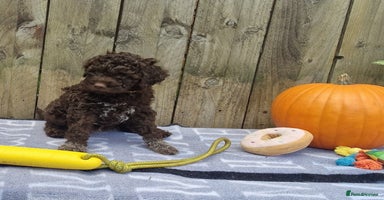 Lagotto Romagnolo dogs - Advert 2