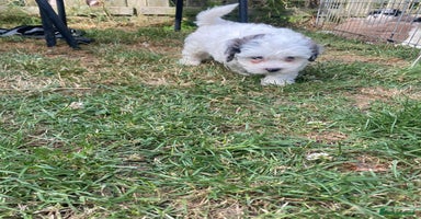 Shihpoo dogs in Faversham - Advert 5