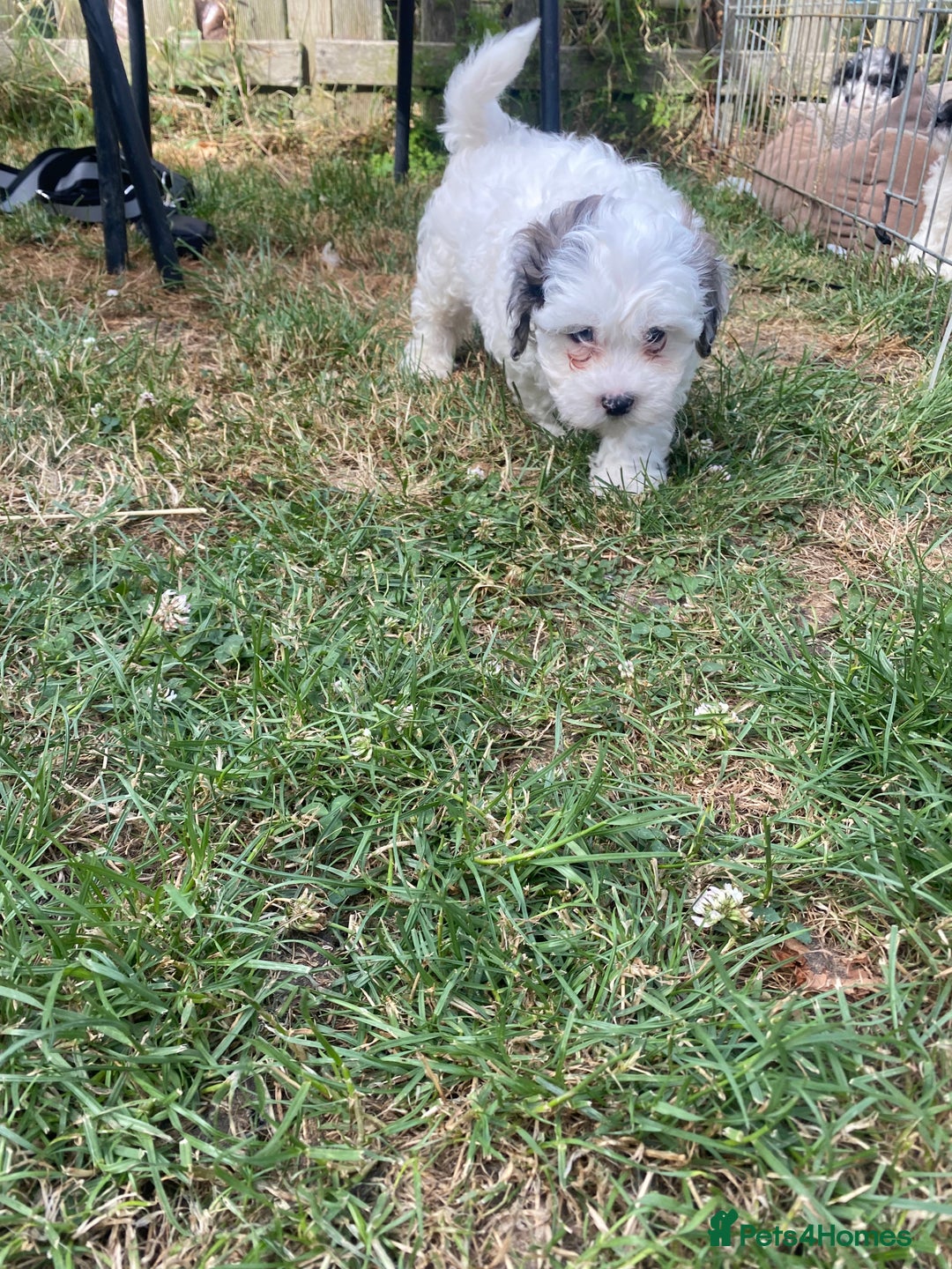 Shihpoo dogs for sale: Adorable F1 ShihPoo puppies in Faversham - Image 3