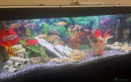 Cichlids fish for sale: Fluval Roma 240 FULL SET UP - Advert 3