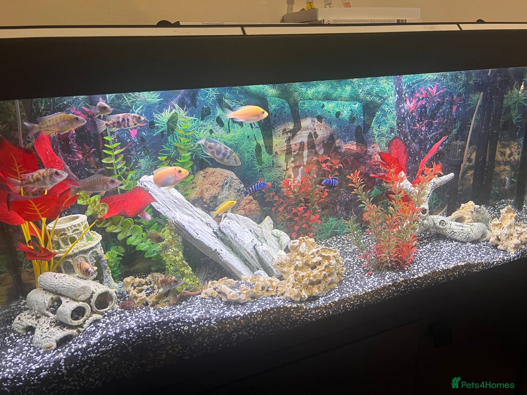 Cichlids fish for sale: Fluval Roma 240 FULL SET UP - Advert 3