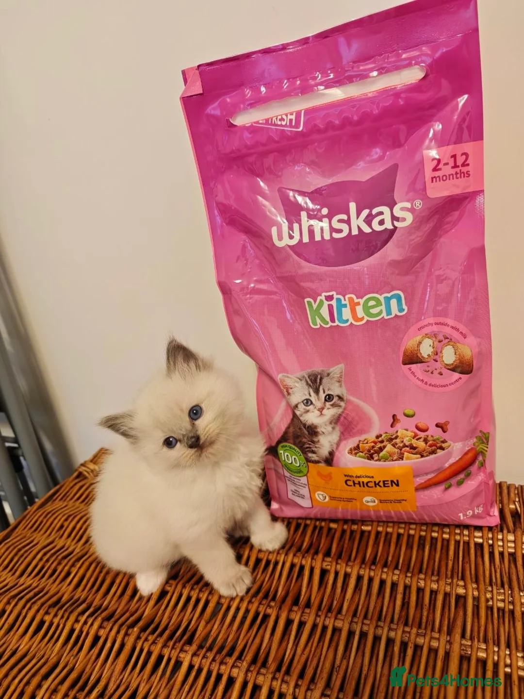 Ragdoll cats for sale: 2 female ragdoll kittens - Advert 1
