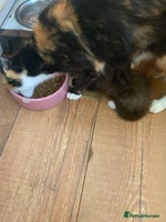 Mixed Breed cats - Advert 13