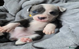 Staffordshire Bull Terrier dogs for sale: Staffordshire Bull Terrier  - Advert 16