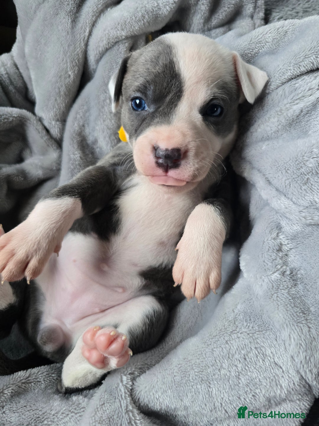 Staffordshire Bull Terrier dogs for sale: Staffordshire Bull Terrier  - Advert 16