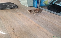 Mixed Breed cats for sale: 2 Ginger Boys, 1 Tabby Girl. Donate to charity - Image 17