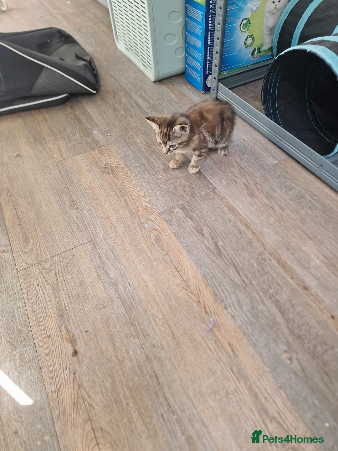 Mixed Breed cats for sale: 2 Ginger Boys, 1 Tabby Girl. Donate to charity - Image 17