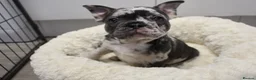 French Bulldog dogs for sale: Stunning Frenchie pups  - Advert 18